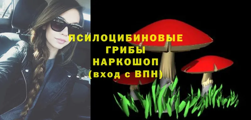 Псилоцибиновые грибы Psilocybe Ишимбай